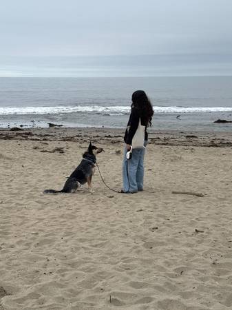 Australian Cattle Dog / Blue Heeler rehome (San Jose)63890025362947123