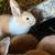 Baby bunnies 5 thumbnail
