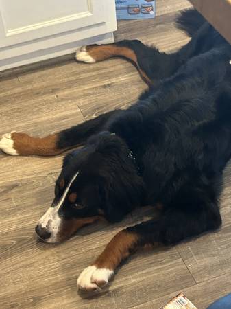 Perro de montaña bernés - rescate