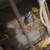 Four bonded parakeets 1 thumbnail