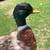 Ducks 3 thumbnail