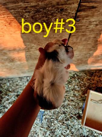 Sweet tame, baby Guinea pigs (Visalia)63873028291457123