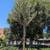 Olive Tree 10 thumbnail