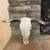 STEER SKULL 1 thumbnail