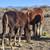 Gypsy Vanner Draft x Yearlings/ weanlings for sale 11 thumbnail