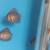 Discus baby fish 1 thumbnail