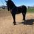 Friesian 1 thumbnail