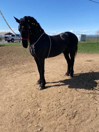 Friesian 1