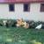 Farm flock Laying Hens 7 thumbnail