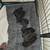Cane corso puppies 4 thumbnail