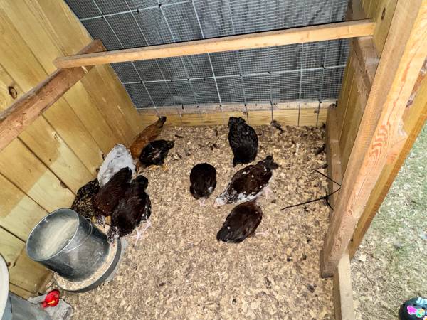 Pullets and few Roos (Gates)63882942582659121
