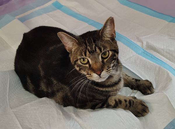 Perdimos a nuestro chico Tabby (He derson)63980446700546120