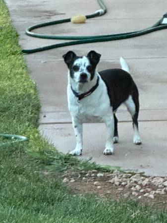 6 year old mixed breed free to very good home (Washington)63945150573699123