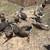 Geese 2 thumbnail