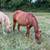 Quarter Horse Gelding 2 thumbnail