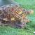 Mosaic turtle 2 thumbnail