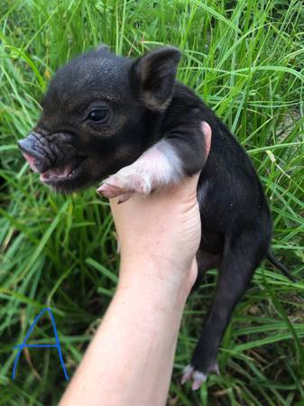 Mini Pigs 1