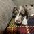 AKC chocolate dapple  piebald female 3 thumbnail