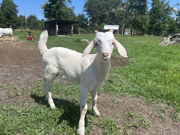 Goats 1