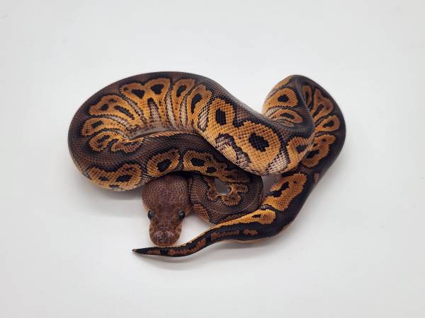 Ball Python-Black Pastel Clown male 1