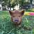 KuneKune Piglets 4 thumbnail