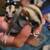 Standard Grey Female Sugar Glider Joey Ready Now 1 thumbnail