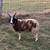 4 horn Jacob Sheep spring ram 1 thumbnail