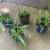 Spider plants 3 thumbnail