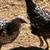 Olive egger, silver laced Wyandotte, speckled Sussex pullets 7 thumbnail