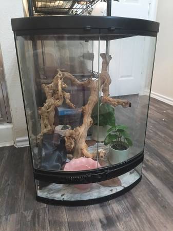 4 tree frogs 1