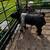 Crossbred boar 1 thumbnail