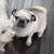 Velcro Pug 1 thumbnail