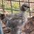 chicks 3 thumbnail