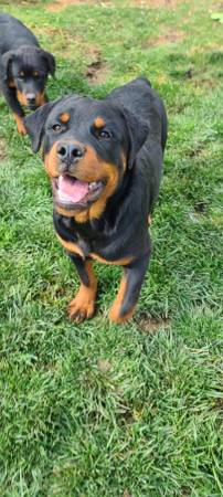 Re-Home German Rottweiler 1