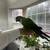 Conure 2 thumbnail
