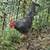 2 young roosters.  About 4 months old 2 thumbnail