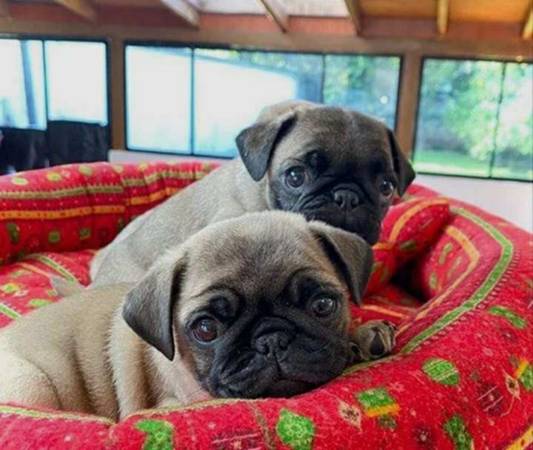 Cachorros pug en busca de un nuevo hogar 1