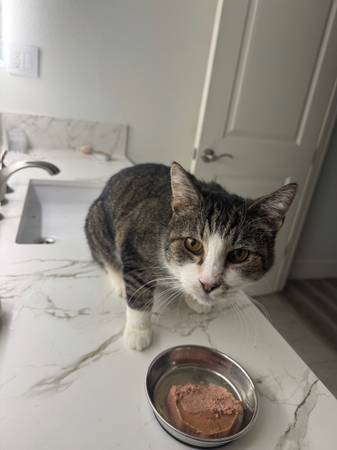 FREE to a Loving Home — Sweetest 7-Year-Old Cat (Miss Kentucky) 💛 1