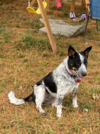 Heeler mix (Shelbyville)64676365478019124