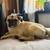 Pug Rehome 1 thumbnail