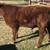 Yearling Red Angus Bull 2 thumbnail
