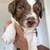 Labradoodle 4 thumbnail