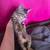 Kittens need home 5 thumbnail