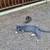 Free male and female Kittens 4 thumbnail