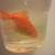 Goldfish 2 thumbnail