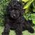 katy pup cup 2 thumbnail