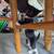 Tuxedo kitten 7 thumbnail