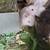 Dwarf Rabbits 2 thumbnail