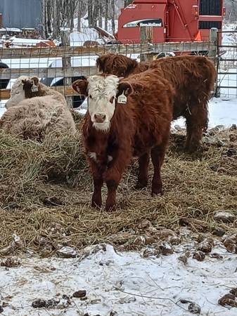 Calves Highland and Cross bred 1