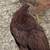 Rhode Island red pullets 2 thumbnail